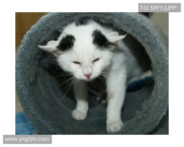 小猫足球明星头像可爱版展现萌趣与运动激情的完美结合